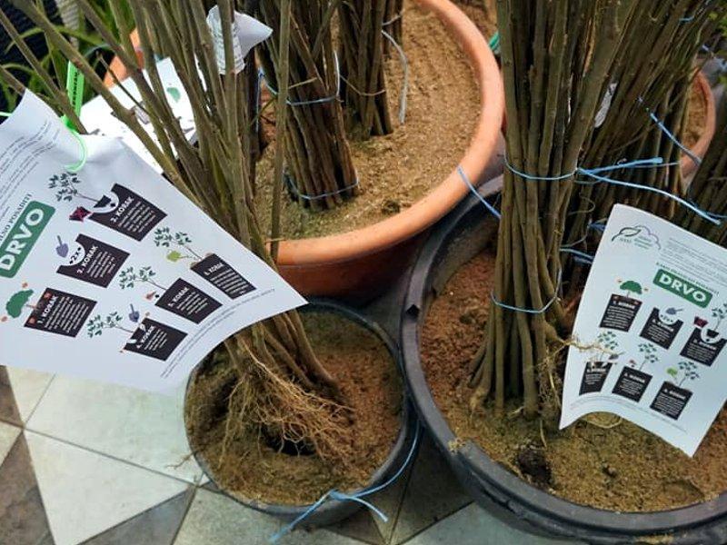 Plant Your Shade