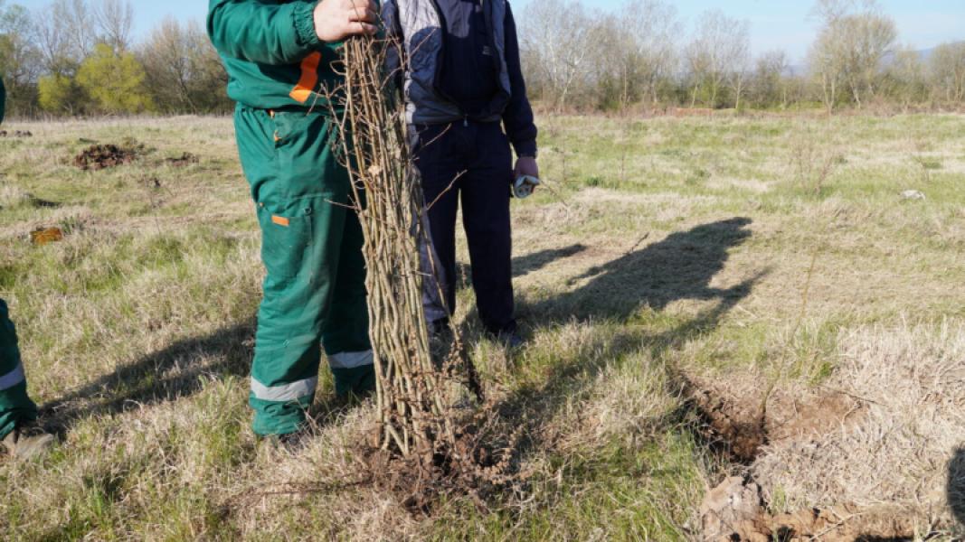 Plant Seeds for the Future Campaign