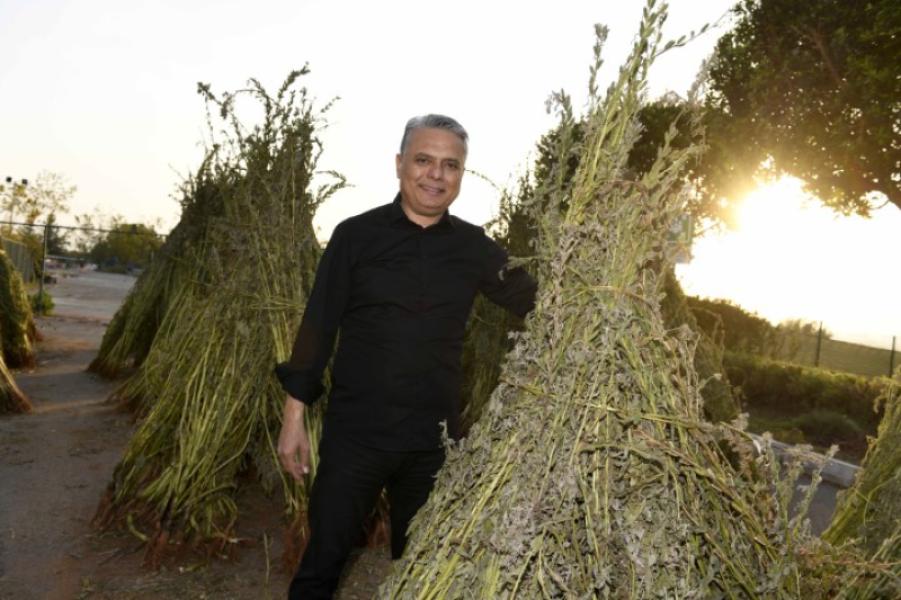 The sesame seeds planted in 5 acres of land were harvested