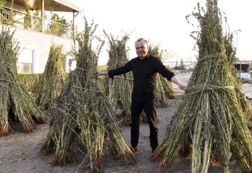The sesame seeds planted in 5 acres of land were harvested