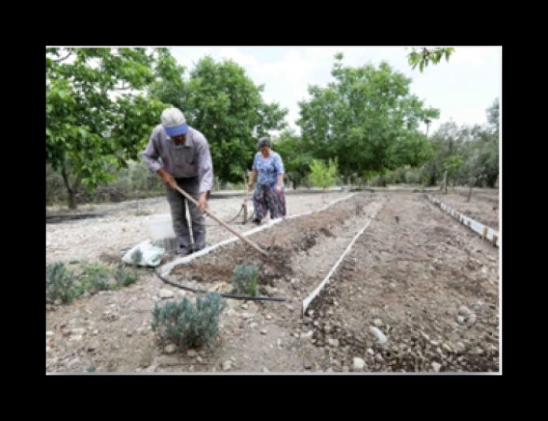 Projet autour du salep à Buca