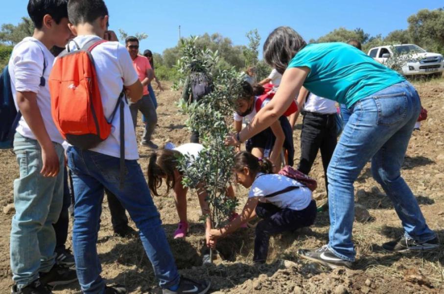 Plantation de jeunes plants d'olivier
