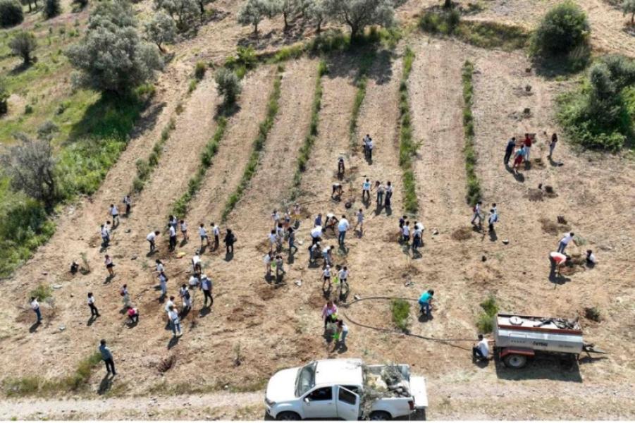 Plantation de jeunes plants d'olivier