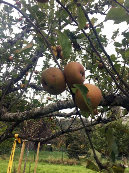 Cueillir gratuitement vos fruits